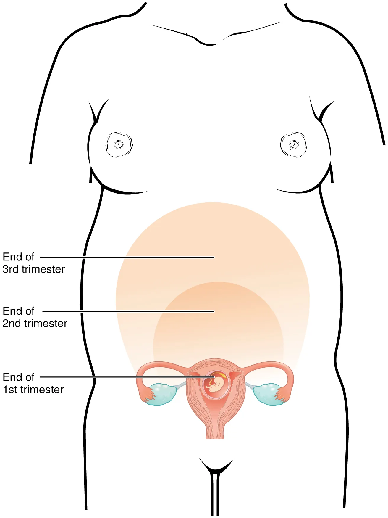 This figure shows a woman’s body and marks the size of the uterus as it grows throughout pregnancy.