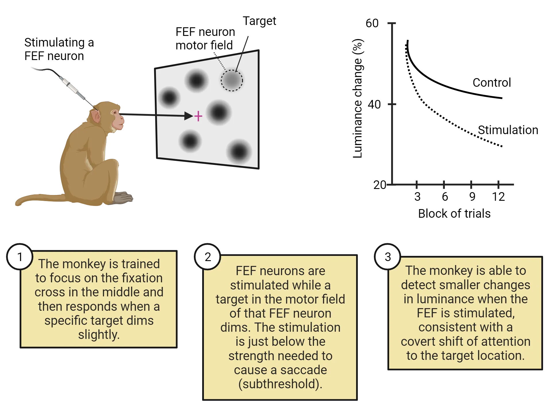 Left: Diagram of monkey in experiment described in main text. The monkey is trained to focus on the fixation cross in the middle and then responds when a specific target dims slightly. FEF neurons are stimulated while a target in the motor field of that FEF neuron dims. The stimulation is just below the strength needed to cause a saccade (subthreshold). Right: Line graph showing that the monkey is able to detect smaller changes in luminance when the FEF is stimulated, consistent with a covert shift of attention to the target location.