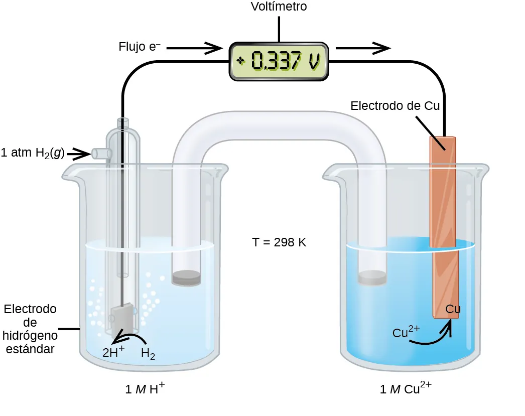Esta figura contiene un diagrama de una celda electroquímica. Se muestran dos vasos de precipitados. Cada uno de ellos se encuentra a poco más de la mitad de su capacidad. El vaso de precipitados de la izquierda contiene una solución clara e incolora y está marcado debajo como "1 M H superíndice más". El vaso de precipitados de la derecha contiene una solución azul y está marcado abajo como "1 M C u superíndice 2 más". Un tubo de vidrio en forma de U invertida conecta los dos vasos de precipitados en el centro del diagrama. El contenido del tubo es incoloro. Los extremos de los tubos están por debajo de la superficie de las soluciones en los vasos de precipitados y en cada extremo del tubo hay un pequeño tapón gris. El vaso de precipitados de la izquierda tiene un tubo de vidrio parcialmente sumergido en el líquido. Las burbujas salen del cuadrado gris, marcado como "Electrodo estándar de hidrógeno" en el fondo del tubo. Una flecha curva apunta hacia la derecha, indicando la dirección de las burbujas. Un alambre negro se extiende desde el cuadrado gris hacia arriba en el interior del tubo a través de un pequeño puerto en la parte superior hasta un rectángulo con una lectura digital de "positivo 0,337 V", que está marcado como "Voltímetro". Un segundo puerto pequeño se extiende fuera de la parte superior del tubo a la izquierda. Una flecha señala la apertura del puerto desde la izquierda. La base de esta flecha está marcada como "1 a t m H subíndice 2 (g)". El vaso de precipitados de la derecha tiene una tira de color marrón anaranjado que lleva la marcación "Electrodo C u" en la parte superior. Un alambre se extiende desde la parte superior de esta tira hasta el voltímetro. Una flecha apunta hacia el voltímetro de la izquierda que está marcada como "e superíndice negativo flujo". Del mismo modo, una flecha señala hacia la derecha, lejos del voltímetro. Una flecha curva se extiende desde la solución circundante hasta el electrodo estándar de hidrógeno en el vaso de precipitados. El extremo de la flecha está marcado como "H subíndice 2" y la punta de esta flecha como "2 H superíndice más". Una flecha curva se extiende desde la marcación "C u superíndice 2 más" en la solución hasta una marcación "C u" en el borde inferior del electrodo C u. Entre los dos vasos de precipitados está la marcación "T igual a 298 K".