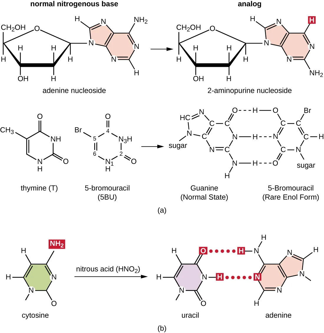 Diagram showing analogs of normal nitrogenous bases. Adenine nucleoside has a double ring of carbon and nitrogen with an NH2 group attached at one of the carbons. The analog 2-aminopurine nucleoside has an H attached to this carbon. Thymine nucleoside has a single carbon nitrogen ring with a CH3 attached to the carbon at the bottom of the ring. The analog 5-bromouracil nucleoside has a Br attached to this carbon. Cytosine has a single carbon and nitrogen ring with an NH2 at one of the carbons. Nitrous acid (NHO2) replaces the NH2 with a double bonded O. This converts the cytosine to a uracil with now binds with adenine instead of guanine.
