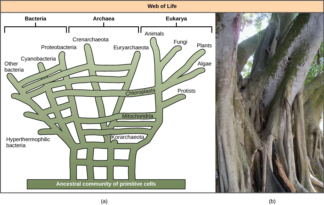 Illustration A shows the web of life. The base of this web is an ancestral community of primitive cells. This pool of ancestral cells gave rise to the three domains of life, shown as bacteria, archaea, and eukarya. However, because of gene transfer and endosymbiosis events, connections occur between the branches at various points. Thus, eukaryotic chloroplasts and mitochondria originated in bacterial lineages, and archaea and bacteria have exchanged genes. The overall shape of the web has the ancestral community of primitive cells forming a horizontal base like the ground, multiple trunks extending up from it with some cross connections, continuing with tree-like branches reaching upward.  Some of the branches also have horizontal cross connections between them, such as those for introducing chloroplasts and mitochondria into Eukarya. Part B is a photo of a multi-trunked Ficus tree.