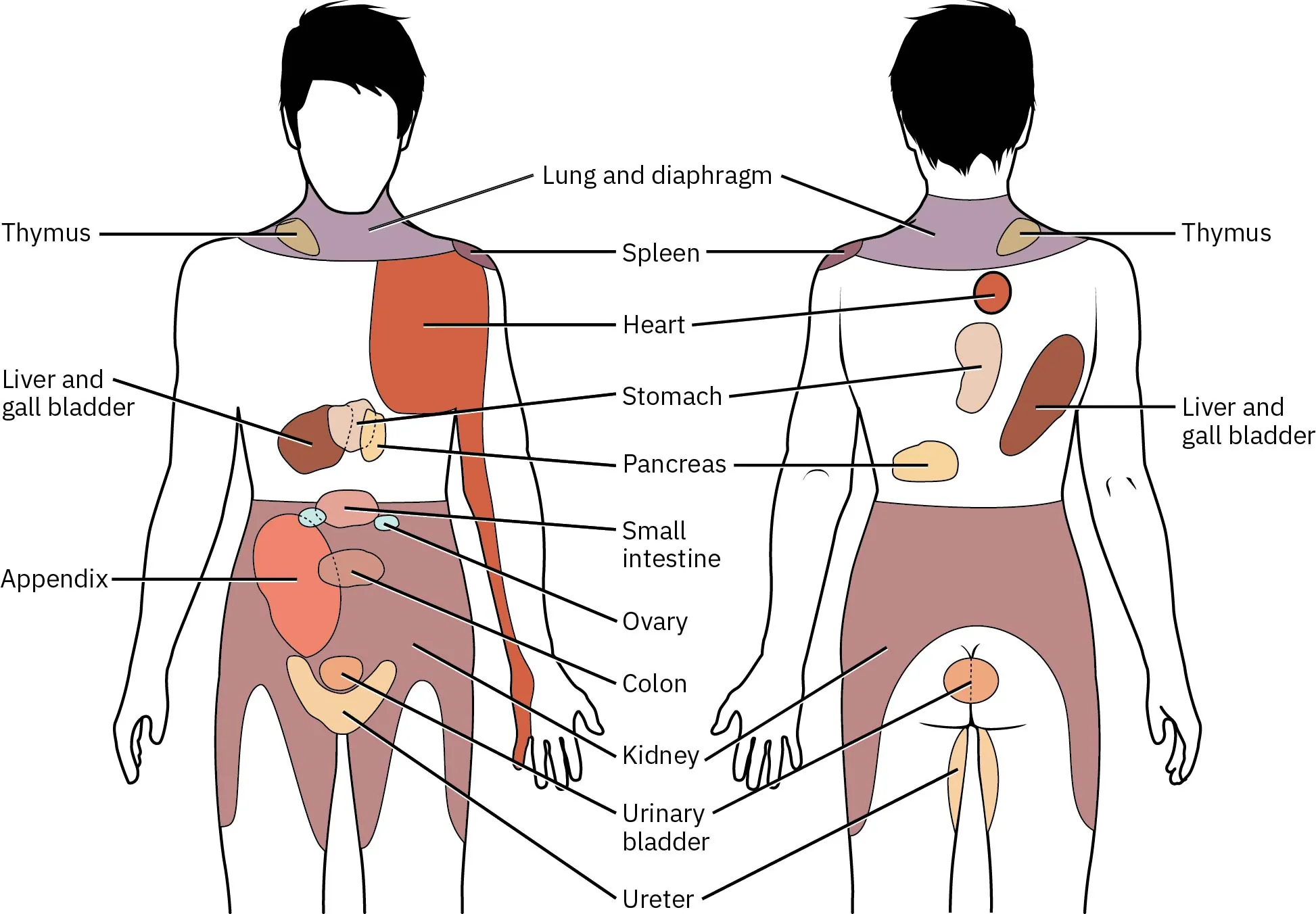 Image of body with organs labeled along with areas of the body where pain is sensed from those organs.