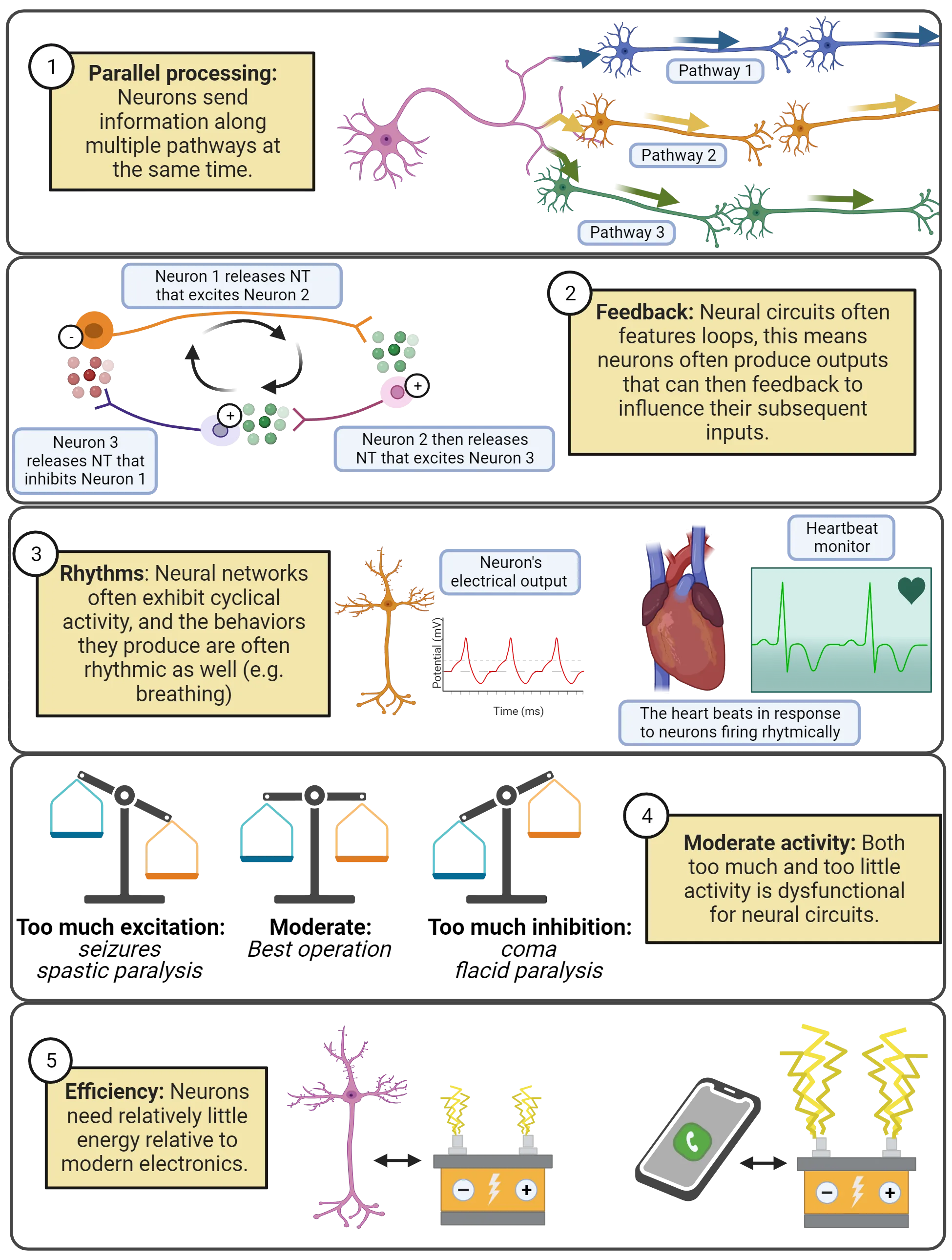 5 panels, top to bottom. 1) Diagram of one neuron sending output to 3 pathways. 2) Diagram of 3 neurons connected in a circuit. 3) Left: Diagram of a neuron with a line graph of repeating action potentials next to it. Right: Diagram of heart with a heart beat monitor next to it. 4) Cartoons of a scale tipped too far one way or the other (or balance in the middle). 5) Cartoon showing a neuron vs a battery and a cell phone vs a battery