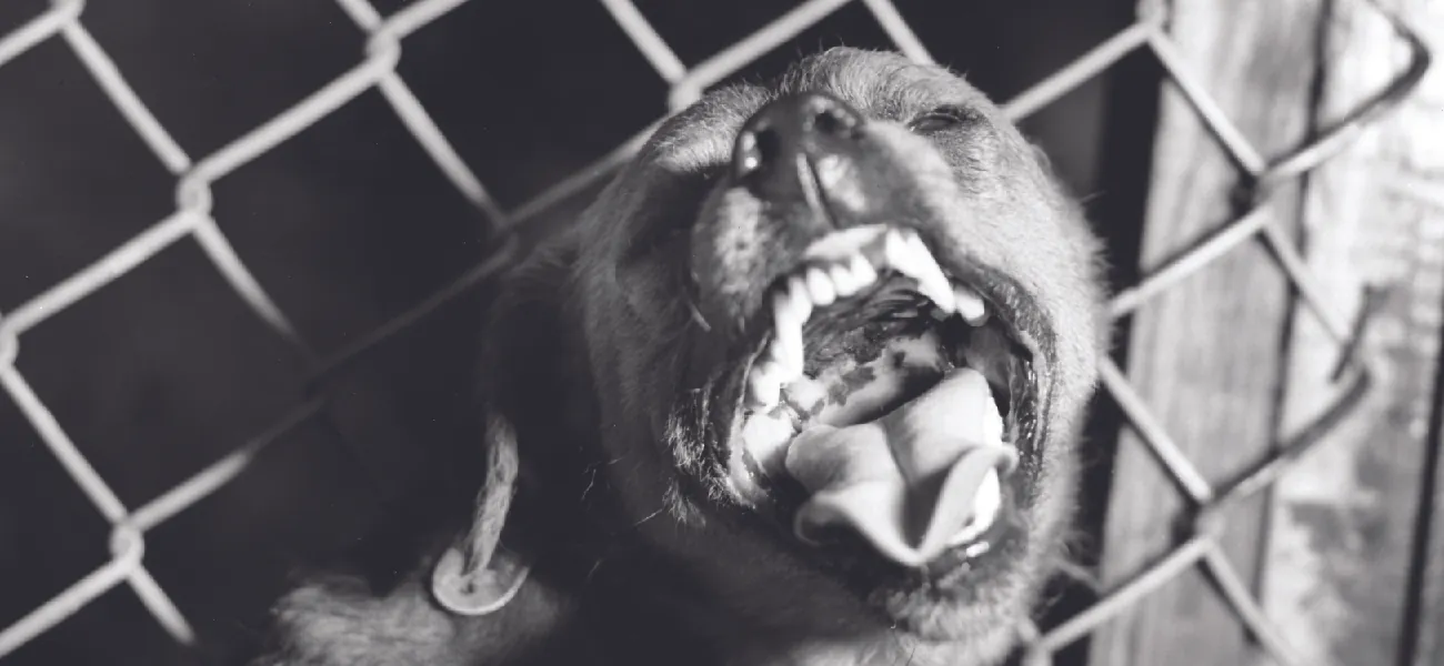 Photo of a snarling dog.