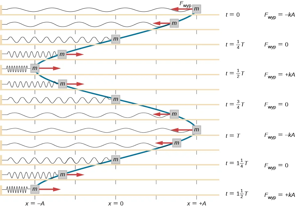 Seria rysunków, ilustrujących ruch ciała o masie m, przymocowanego do poziomej sprężyny i poruszającego się po poziomej powierzchni. Położenie ciała, sprężyny i działająca na ciało siła są pokazane w chwilach, odpowiadających kolejnym jednym ósmym okresu, poczynając od chwili t = 0 do t = 1.5 T. Ilustracje leżą jedna pod drugą, ilustracje poszczególnych położeń ciała są połączone niebieską linią, tworząc wykres zależności położenia od czasu. Położenie x = 0 jest zlokalizowane po środku poziomej powierzchni. Na górnym rysunku ciało znajduje się w położeniu x = +A, wypadkowa siła jest skierowana w lewo i wynosi – kA. Sprężyna jest maksymalnie naprężona. Chwila czasu została oznaczona jako t = 0. Na drugim rysunku ciało znajduje się pomiędzy punktami x = +A/2 i x = A, siła wypadkowa jest skierowana w lewo i ma mniejszą wartość niż na poprzednim rysunku. Sprężyna jest mniej naprężona niż w chwili t=0. Na trzecim rysunku ciało znajduje się w położeniu x = 0, siła wypadkowa wynosi zero. Sprężyna nie jest naprężona. Chwila czasu jest oznaczona jako t = 1/4 T. Na czwartym rysunku ciało znajduje się pomiędzy punktami x = -A/2 i x = -A, siła wypadkowa jest skierowana w prawo. Wartość siły jest taka sama jak na drugim rysunku. Sprężyna jest nieco naprężona. Na piątym rysunku ciało znajduje się w położeniu x = -A, siła wypadkowa jest skierowana w prawo i wynosi + k A. Sprężyna jest maksymalnie naprężona. Chwila czasu to t = 1/2 T. Na szóstym rysunku ciało jest w położeniu pomiędzy punktami x = -A/2 i x = -A, siła wypadkowa jest skierowana w prawo. Wartość siły jest taka sama jak na drugim rysunku. Sprężyna jest nieco naprężona. Rysunek jest identyczny z rysunkiem czwartym. Na siódmym rysunku ciało znajduje się w położeniu x = 0, siła wypadkowa wynosi zero. Sprężyna nie jest naprężona. Chwila czasu wynosi t = 3/4 T. Rysunek jest taki sam jak trzeci rysunek. Na ósmym rysunku ciało znajduje się w położeniu pomiędzy punktami x = +A/2 i x = A, siła wypadkowa jest skierowana w lewo. Rysunek jest identyczny z rysunkiem drugim. Na dziewiątym rysunku ciało znajduje się w położeniu x = +A, siła wypadkowa jest skierowana w lewo i wynosi – k A. Sprężyna jest maksymalnie naprężona. Chwila czasu wynosi t = 0. Rysunek jest identyczny z rysunkiem pierwszym. Pozostałe cztery rysunki są identyczne z rysunkami kolejno drugim, trzecim, czwartym i piątym, chwila czasu dla jedenastego rysunku wynosi t = 1 i 1/4 T a dla trzynastego t = 1 i 1/2 T. Krzywa łącząca położenia ciała ma kształt sinusoidy.