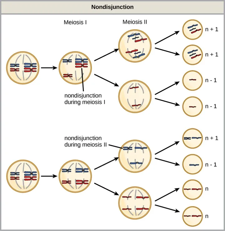 This illustration shows nondisjunction that occurs during meiosis 1 and meiosis 2. Nondisjunction during meiosis 1 occurs when a homologous pair fails to separate, and results in two gametes with n + 1 chromosomes, and two gametes with n − 1 chromosomes. Nondisjunction during meiosis 2 would occur when sister chromatids fail to separate, and results in one gamete with n + 1 chromosomes, one gamete with n − 1 chromosomes, and two normal gametes.