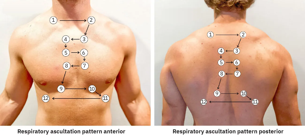 Photographs showing respiratory auscultation pattern anterior and respiratory ascultation pattern posterior.