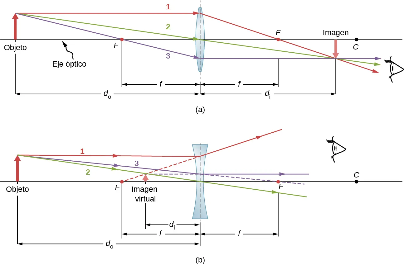 La figura a muestra una lente biconvexa con puntos focales en ambos lados.  Se coloca un objeto sobre su eje óptico. Tres rayos se originan en la parte superior de este objeto y entran en la lente. El rayo 1 está paralelo al eje óptico. El rayo 2 atraviesa el centro de la lente. El rayo 3 cruza el punto focal antes de entrar en la lente. Los rayos convergen en el otro lado para formar una imagen. El rayo 1 cruza el punto focal y el rayo 3 es ahora paralelo al eje. La figura b muestra una lente bicóncava con puntos focales en ambos lados.  Se coloca un objeto sobre su eje óptico. Tres rayos se originan en la parte superior de este objeto y entran en la lente. El rayo 1 es paralelo al eje, el rayo 2 atraviesa el centro de la lente y el rayo 3, si se extiende en línea recta, cruzaría el punto focal por el otro lado de la lente. Los tres rayos divergen al otro lado de la lente. El rayo 3 es ahora paralelo al eje y la prolongación detrás del rayo 1 cruza el punto focal por delante de la lente. Las prolongaciones detrás de los tres rayos convergen para formar una imagen virtual, mucho más pequeña que el objeto, delante de la lente.