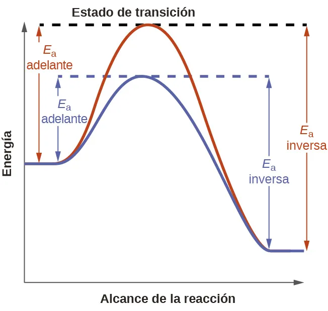 Se muestra un gráfico etiquetado como "Estado de transición". El eje y del gráfico está etiquetado como "Energía" y el eje x como "Alcance de la reacción". En el gráfico se trazan dos curvas. Ambas comienzan en la mitad del eje y. La curva roja tiene una pendiente inicial pronunciada a medida que aumenta, luego alcanza su pico donde se encuentra con una línea horizontal punteada, y luego tiene un descenso pronunciado antes de nivelarse. Desde el punto inicial hasta la línea horizontal, hay una línea vertical con flechas en cada extremo etiquetada como "E subíndice a directa". Desde el punto final hasta la línea horizontal, hay una línea vertical con flechas en cada extremo etiquetada como "E subíndice a inversa". La segunda curva es menos pronunciada que la primera y no alcanza un pico tan alto en el eje y. Se encuentra con una línea horizontal punteada separada en su punto máximo, y luego disminuye a una tasa similar al de la primera curva antes de nivelarse con ella. Desde el punto inicial en el que la pendiente comienza a aumentar hasta la línea horizontal, hay una línea vertical con flechas en cada extremo etiquetada como "E subíndice a directa". Desde el punto final, justo cuando se nivela con la línea horizontal, hay una línea vertical con flechas en cada extremo etiquetada como "E subíndice a inversa".