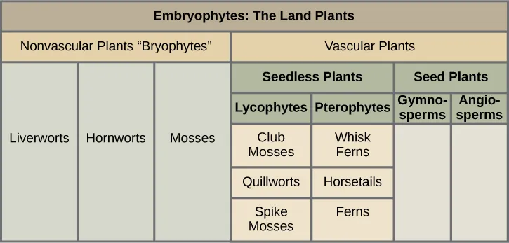 A table shows the division of plants. They are split into two main groups: vascular and non-vascular. The nonvascular bryophytes include liverworts, hornworts, and mosses. The vascular category has more subcategories. First it is broken into seedless plants and seed plants. Seedless plants have two categories: lycophytes, which include club mosses, quillworts, and spike mosses; and monilophytes, which include whisk ferns, horsetails, and ferns. The seed plants category has two subparts: gymnosperms and angiosperms.