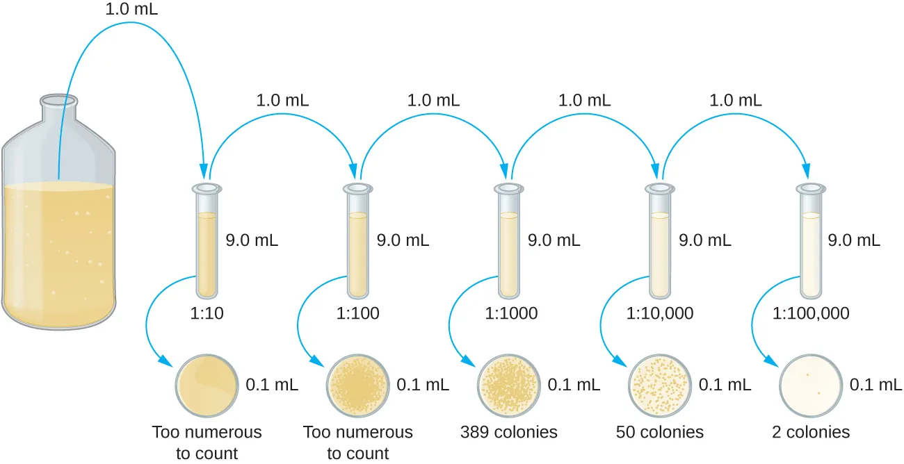 A diagram of serial dilution. A large beaker on the left contains a dark solution. 1 ml is moved from this beaker to a tube containing 9 ml of broth. This tube has a dilution of 1:10 and is lighter in color than the original beaker. A sample of 0.1 ml from this tube is put on an agar plate; the colonies are too numerous to count. 1 ml is taken out of this tube and placed in a tube containing 9 ml of broth. This tube now has a dilution of 1:100 from the original beaker and is even lighter in color. 0.1 ml is plated on an a agar plate and the colonies are still too numerous to count. 1 ml is taken from this tube and placed in another tube containing 9 ml broth. This is now a dilution of 1:1000 from the original beaker and the tube is lighter than the last. 0.1 ml is taken out of this tube and placed on an agar plate; there are 389 colonies. 1 ml is taken out of this tube and placed in another tube containing 9 ml broth. This is now a dilution of 1:10,000 from the original beaker and this tube is even lighter than the last. 0.1 ml is taken out of this tube and placed on an agar plate; there are 50 colonies. 1 ml is taken out of this tube and placed in a tube containing 9 ml of broth. This is a dilution of 1:100,000 from the original beaker and this is the lightest tube of all. 0.1 ml is taken from this tube and placed on an agar plate; there are 2 colonies.