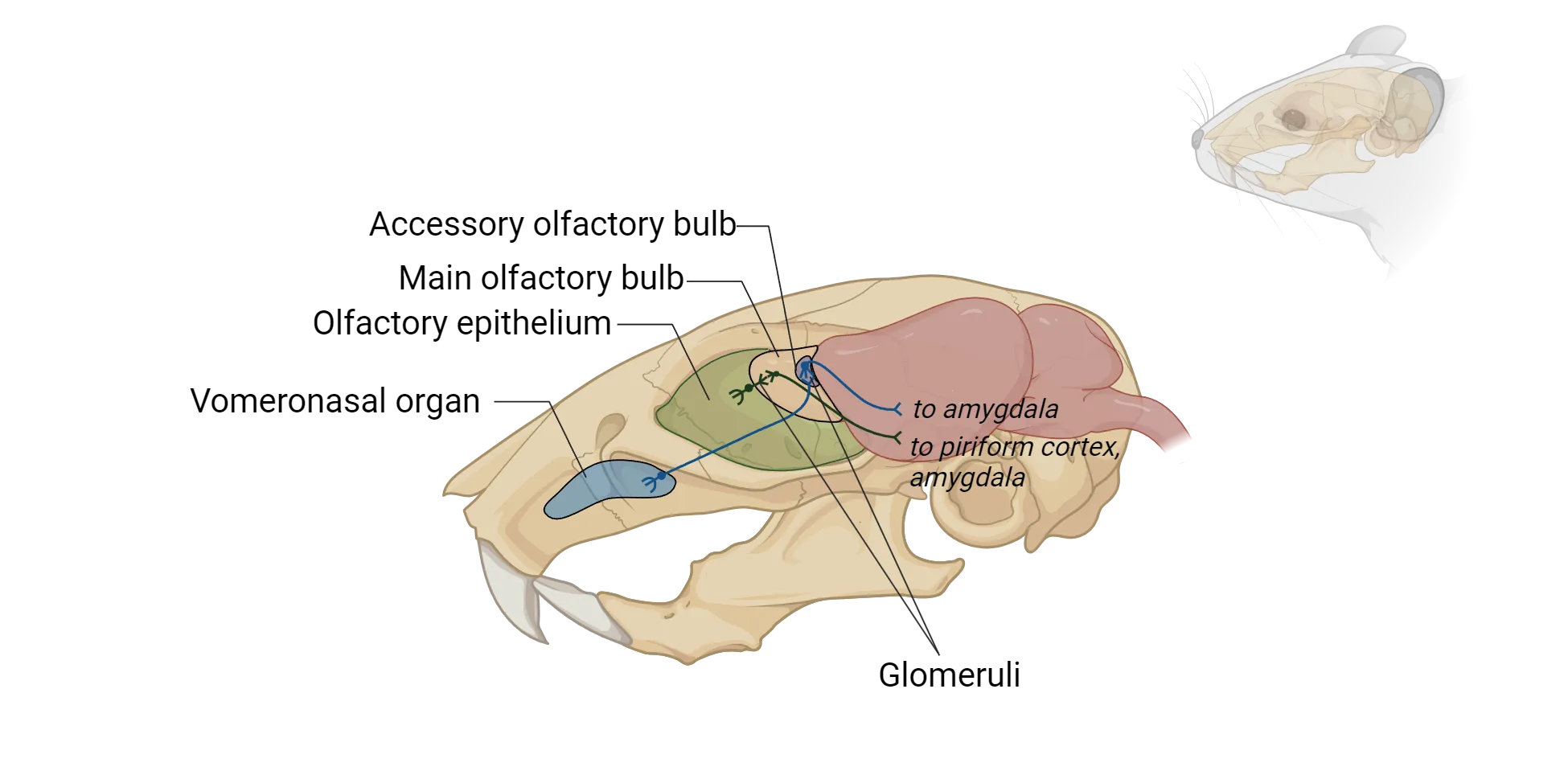 An illustration of a rat skull and brain, showing the location of the vomeronasal organ and its connections to the accessory olfactory bulb, as described in the main text. The olfactory epithelium connecting to the main olfactory bulb is also shown.