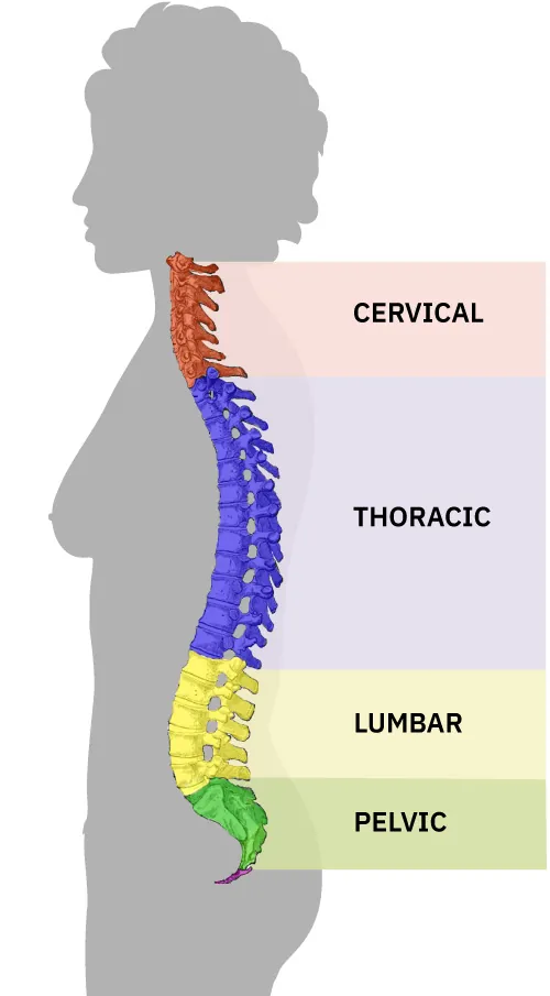The image is a side profile silhouette of a person with a color-coded illustration of the spine overlaid. The spine is sectioned into four areas: cervical (orange), thoracic (blue), lumbar (yellow), and pelvic (green), each corresponding to a segment of the vertebral column.