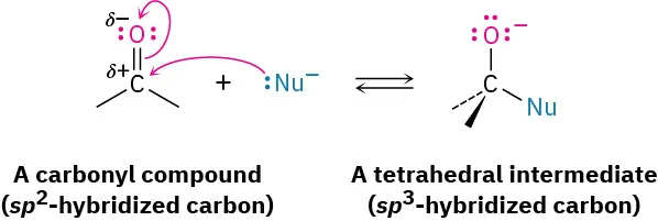 The reversible reactions show the formation of a tetrahedral intermediate (s p 3 hybridized) formed from the attack of a nucleophile on the carbonyl compound (s p 2 hybridized).