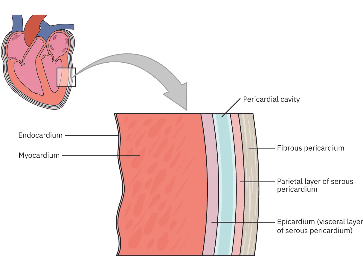 A diagram showing the heart’s layers.