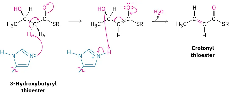 The reaction mechanism of an alcohol with 3-hydroxybutyryl thioester, forms an intermediate compound, which further yields water and crotonyl thioester.