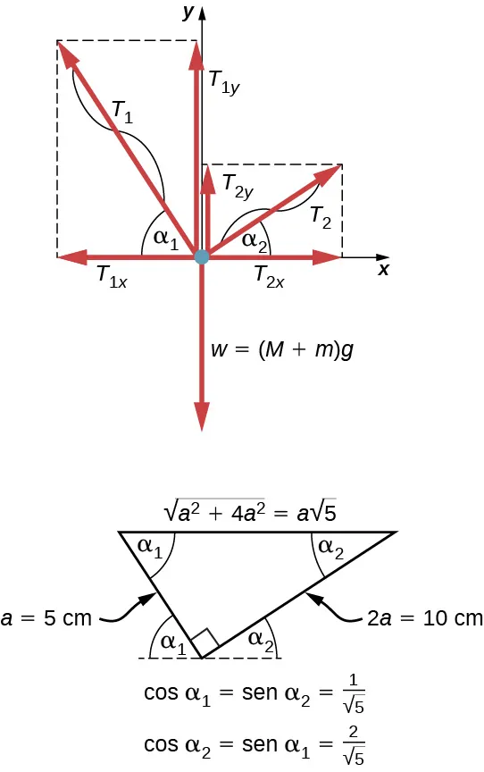 La figura de arriba muestra la distribución de fuerzas para el nudo que ata las cuerdas a la bandeja. Las fuerzas T1 y T2 tiran del nudo hacia arriba. El peso, una suma de M y m multiplicada por g tira del nudo hacia abajo. Se muestran las proyecciones de T1 y T2 en los ejes x e y. La figura de abajo representa el nudo que ata las cuerdas a la bandeja como un triángulo rectángulo. Tiene patas de la longitud a y 2a siendo a igual a 5 centímetros. La hipotenusa es la raíz cuadrada de cinco. El ángulo alfa 1 está formado por el cateto más corto y la hipotenusa. El ángulo alfa 2 está formado por el cateto más largo y la hipotenusa. El coseno del ángulo alfa 1 es igual al seno del ángulo alfa 2 y es igual a uno, dividido entre la raíz cuadrada de cinco. El coseno del ángulo alfa 2 es igual al seno del ángulo alfa 1 y es igual a dos, dividido entre la raíz cuadrada de cinco.