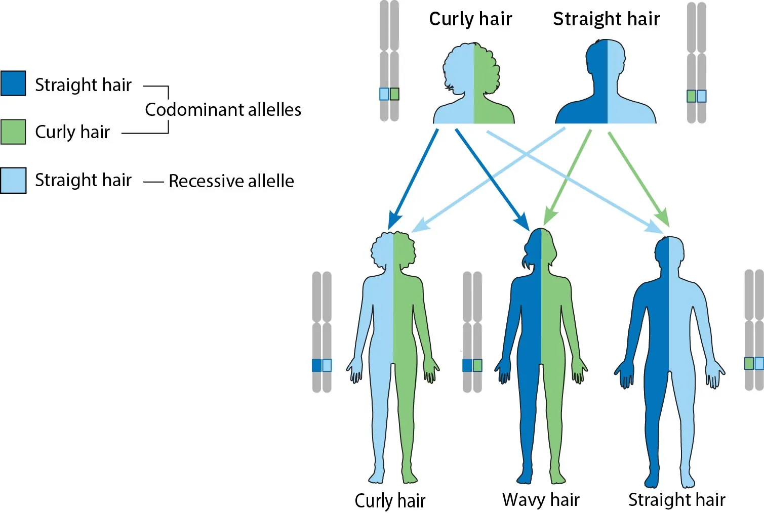 Illustrating showing hair combinations possible in offspring from parent with Curly hair and Straight hair reproducing. Combinations could include: Curly hair, Wavy hair, and Straight hair.