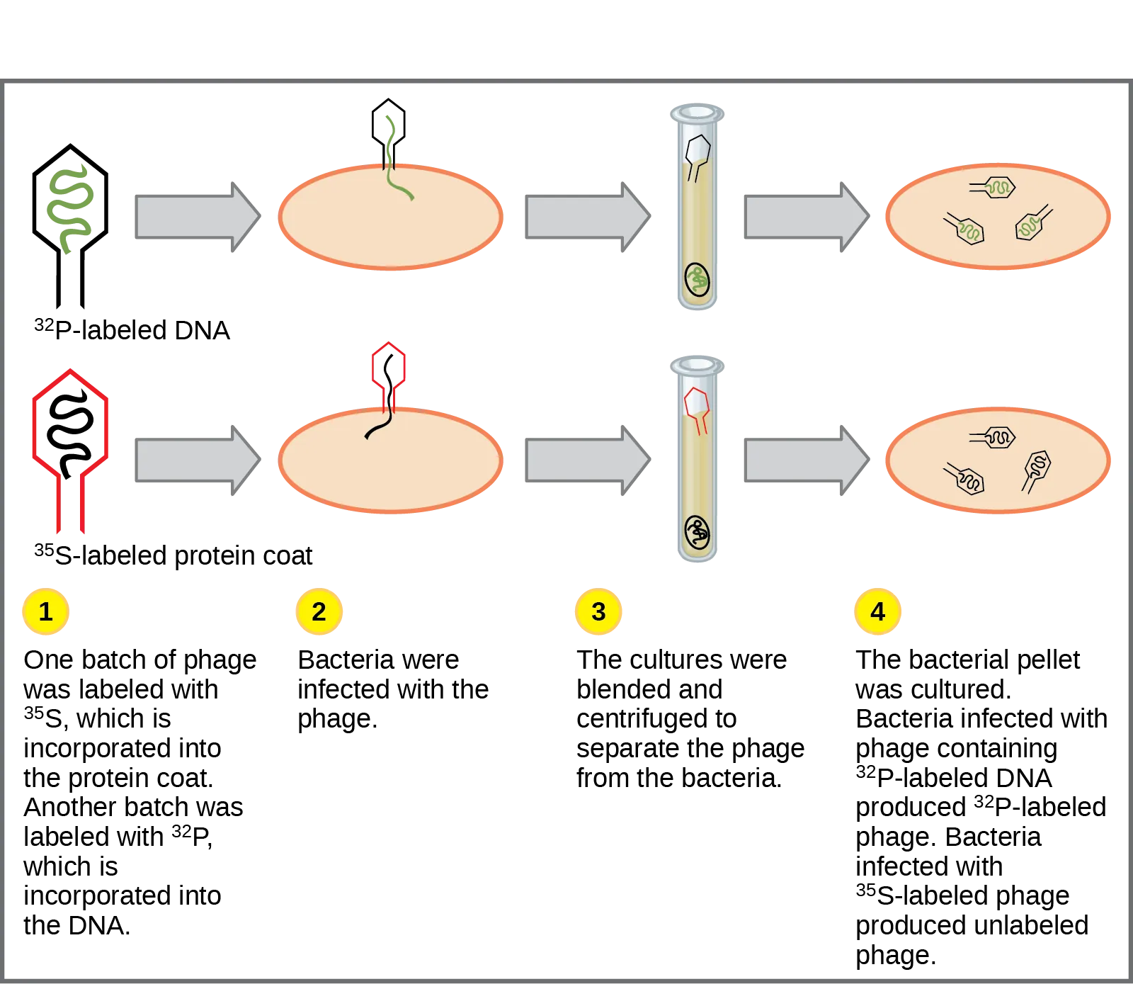 Illustration shows bacteria being infected by phage labeled with superscript 35 baseline upper case S, which is incorporated into the protein coat, or superscript 32 baseline upper case P, which is incorporated into the D N A. Infected bacteria were separated from phage by centrifugation and cultured. The bacteria that had been infected with phage containing superscript 32 baseline upper P labeled D N A made radioactive phage. The bacteria that had been infected with superscript 35 baseline upper S labeled phage produced unlabeled phage. The results support the hypothesis that D N A, and not protein, is the genetic material.