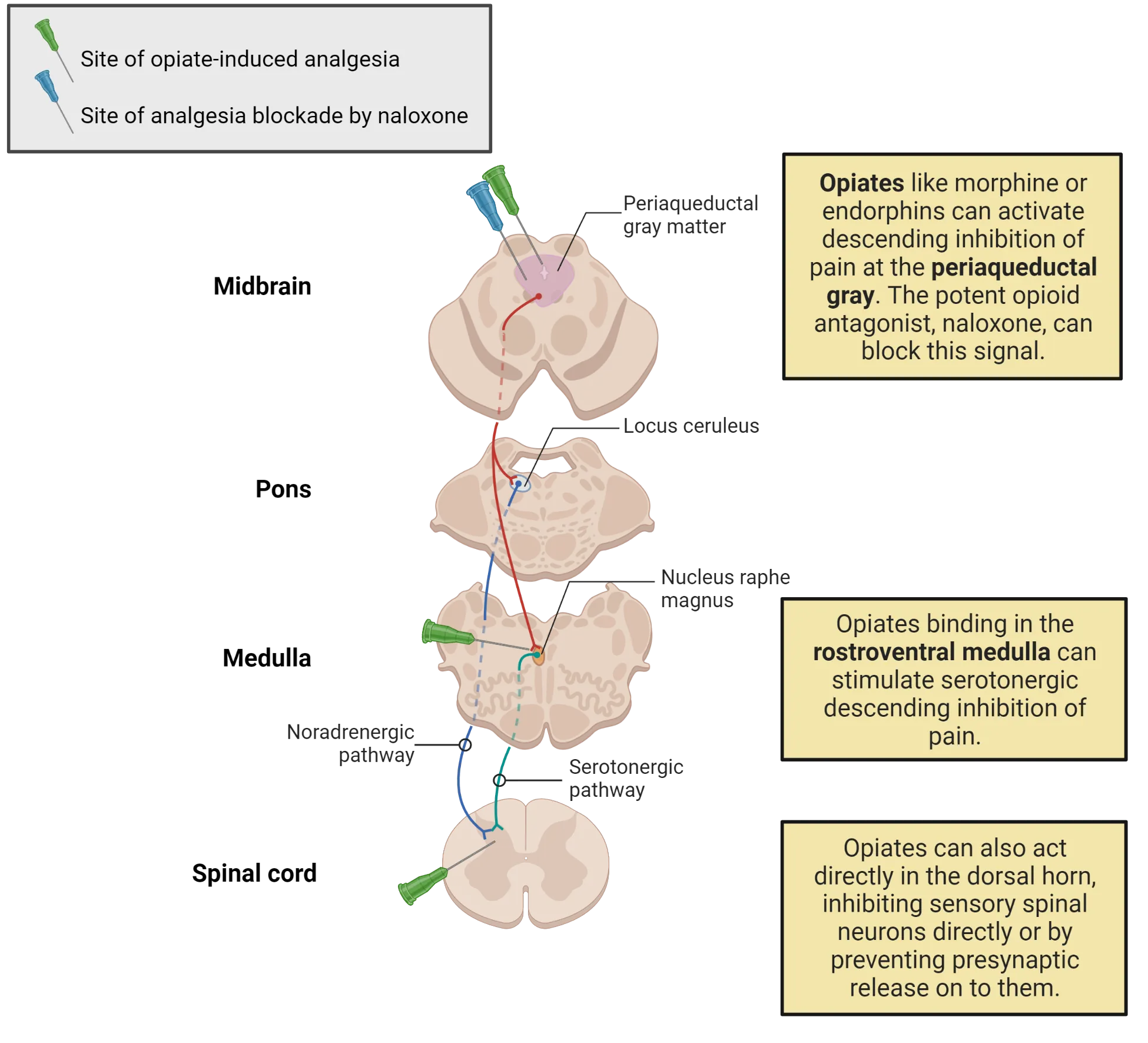 Anatomical diagram of horizontal spinal cord and brainstem sections with descending pain pathways diagrammed. Color-coded needles point to sites where opiates act to activate these pathways