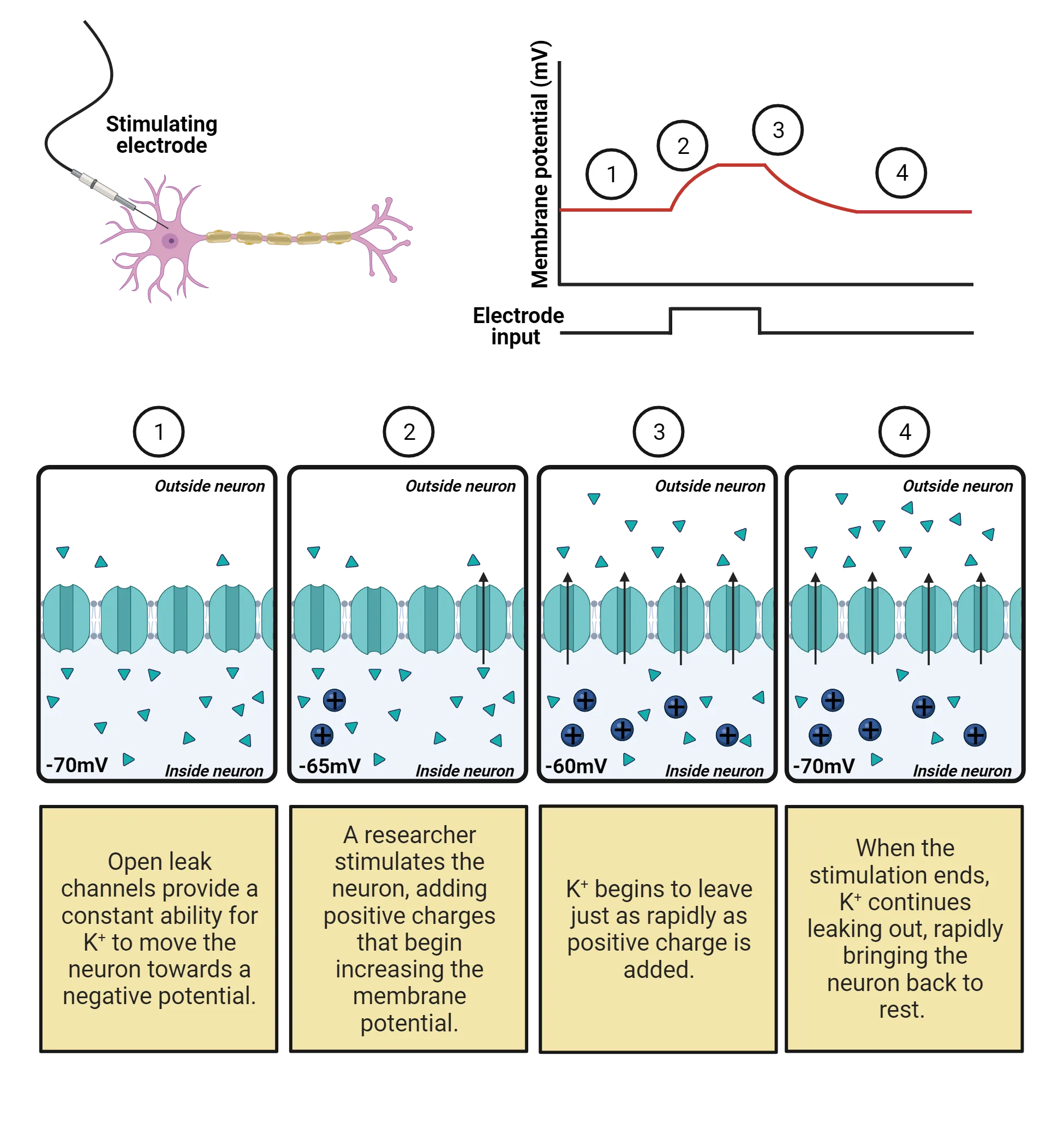 Top: Diagram with a neuron with a stimulating electrode in it next to Line graph of membrane potential over time showing a depolarization due to electrode input. Bottom 4 steps shown left to right: 1) Diagram of cell membrane with K+ leak channels allowing K+ to escape freely. 2) Diagram of cell membrane with K+ leak channels allowing K+ to escape freely. Added + charge inside drives out more K+. 3) Diagram of cell membrane with K+ leak channels allowing K+ to escape freely. more added + charge inside drives out even more K+. 4) Diagram of cell membrane with K+ leak channels allowing K+ to escape freely. more added + charge inside drives out even more K+.