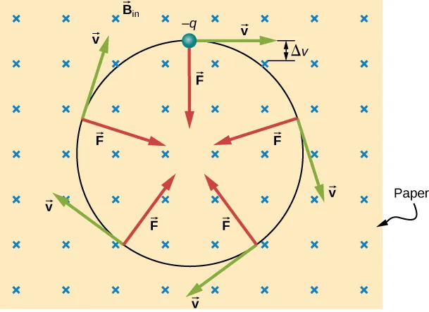 An illustration of the motion of a charged particle in a uniform magnetic field. The magnetic field points into the page. The particle is negative and moves in a clockwise circle. Its velocity is tangent to the circle, and the force points toward the center of the circle at all times.