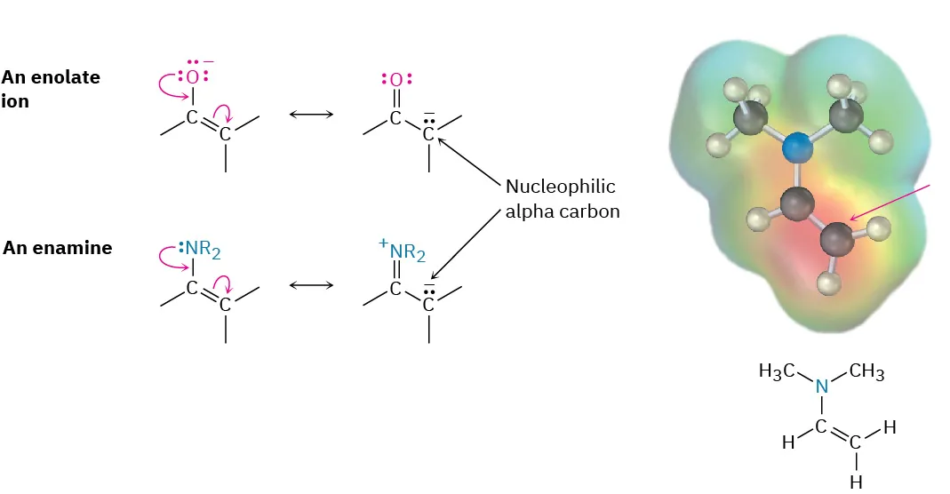 Resonance structures with arrow-pushing for enolate ion and enamine. In both, electrons are pushed from O or N toward C, and from carbon-carbon double bond toward furthest carbon.