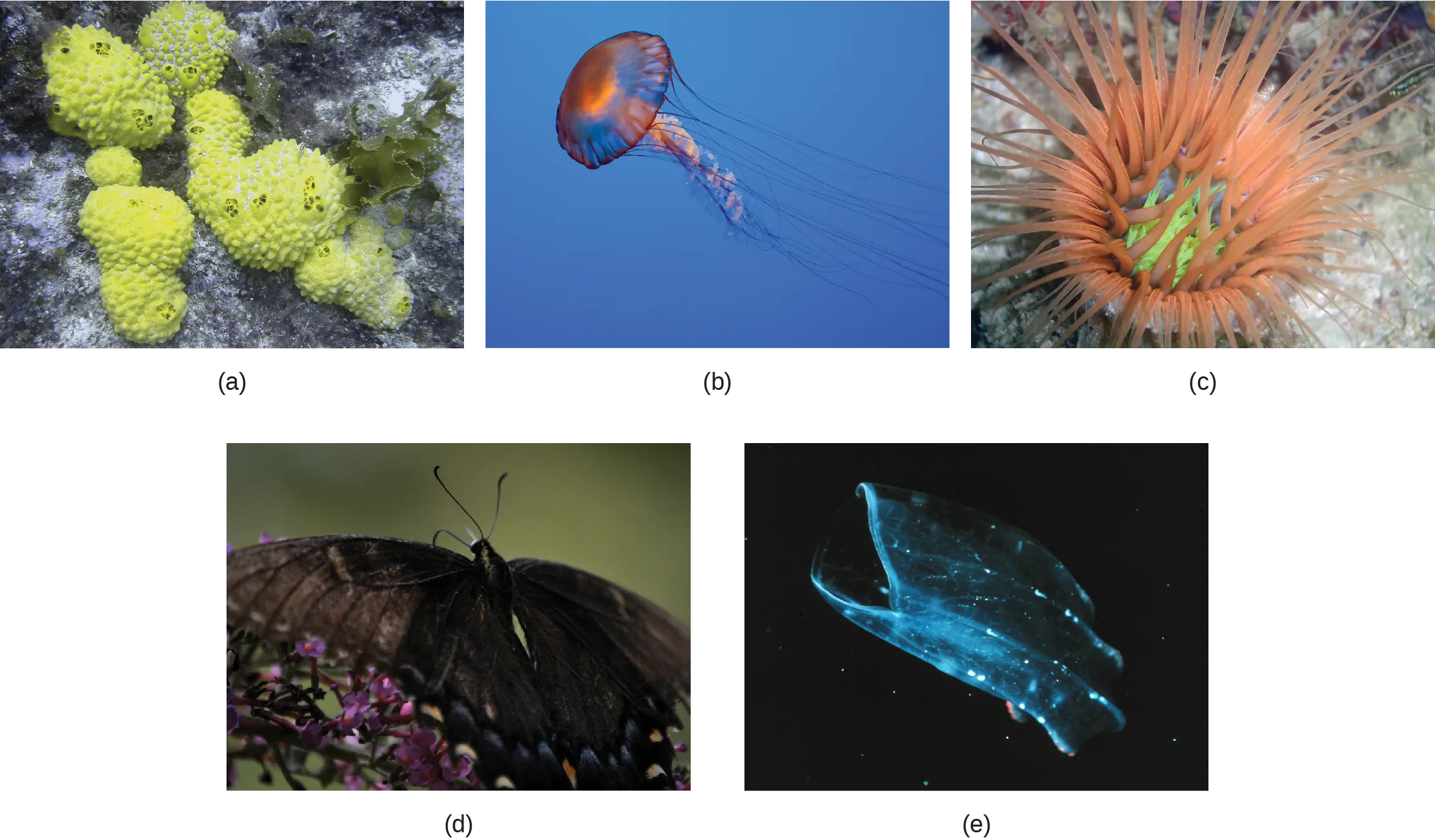 Part a shows several sponges, which form irregular, bumpy blobs on the sea floor. Part b shows a jellyfish with long, slender tentacles, radiating from a flexible, disc-shaped body. Part c shows an anemone sitting on the sea floor with thick tentacles, radiating up from a cup-shaped body. Part d shows a black butterfly with two symmetrical wings. Part e shows a beroe, which is a type of jelly fish, semi-transparent with more solid ribs and a visible opening at one end.