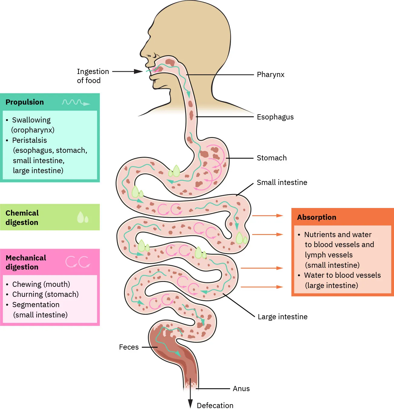 Diagram showing four phases of digestion: Propulsion: Swallowing (oropharynx), Peristalsis (esophagus, stomach, small intestine, large intestine); Chemical digestion; Mechanical digestion: Chewing (mouth), Churning (stomach), Segmentation (small intestine); Absorption: Nutrients and water to blood vessels and lymph vessels (small intestine), Water to blood vessels (large intestine); labels show ingestion of food, pharynx, esophagus, stomach, small intestine, large intestine, feces, anus, defecation
