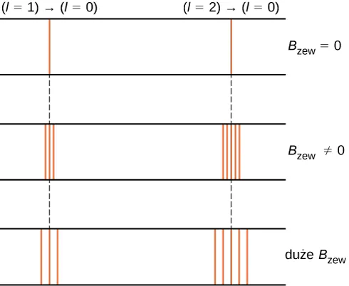 Figura przedstawia wpływ pola magnetycznego o indukcji B sub ext, na dwie różne linie spektralne, odpowiadające przejściu z l=1 do l=0 (rysunek po lewej) i przejściu z l=2 do l=0 po prawej. Widma przedstawiono dla przypadku braku zewnętrznego pola, dla niezerowego zewnętrznego pola i dla silnego zewnętrznego pola. Dla przypadku braku pola, oba przejścia pokazano jako pojedyncze linie. W drugim przypadku, kiedy zastosowano pole magnetyczne, linie spektralne rozdzielają się na kilka linii; linia po lewej rozdziela się na trzy linie. Linia po prawej rozdziela się na pięć linii. W trzecim przypadku, pole magnetyczne jest silne. Linia po lewej stronie rysunku rozdziela się na trzy linie a linia po prawej na pięć, ale odległości między rozdzielonymi liniami są większe niż dla poprzedniego przypadku.