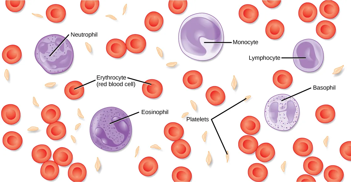 Illustration shows different types of blood cells and cellular components. Red blood cells are disc-shaped and indented in the middle. Platelets are long and thin, and about half the length of red blood cells. Neutrophils, monocytes, lymphocytes, eosinophils, and basophils are about twice the diameter of red blood cells and spherical. Monocytes and eosinophils have U shaped nuclei. Eosinophils contain granules, but monocytes do not. Basophils and neutrophils both have irregularly shaped, multi-lobed nuclei and granules.