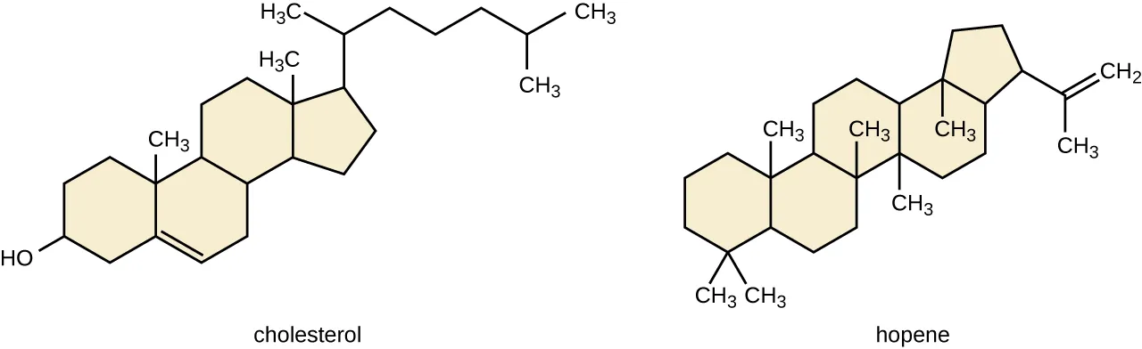 Cholesterol is made of 3 hexagons attached along their edges. The third hexagon has a pentagon attached along an edge. The pentagon has a carbon chain attached to it. Hopene is made of 4 hexagons attached along their edges. The last hexagon has a pentagon. The pentagon has a short carbon chain.