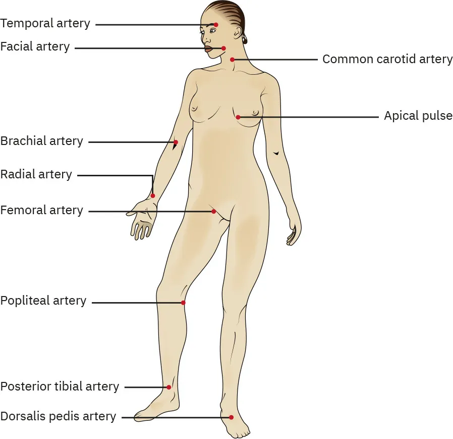 Diagram showing pulse points: temporal artery, facial artery, common carotid artery, apical pulse, brachial artery, radial artery, femoral artery, popliteal artery, posterior tibial artery, dorsalis pedis artery.
