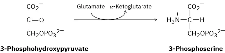 3-Phosphohydroxypyruvate is converted to 3-phosphoserine via the deamination of glutamate   to alpha-ketoglutarate.