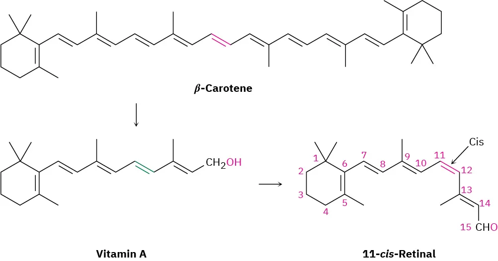 Beta-carotene converts to vitamin A, which further converts to 11-cis-retinal. The carbon atoms in 11-cis-retinal are numbered from left to right.