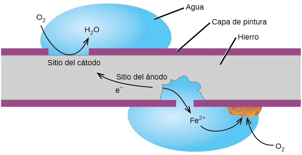 Se muestra un rectángulo gris, marcado como "hierro", con finas capas púrpuras, marcadas como "Capa de pintura", en sus superficies superior e inferior. Una brecha en la capa superior púrpura en la parte superior izquierda del diagrama está marcada como "Sitio catódico". Una gota azul marcada como "agua" se coloca en la parte superior de la brecha. Una flecha curva se extiende desde un espacio por encima de la gota hasta la superficie de la región gris y hasta la gota de agua. La base de la flecha está marcada como "O subíndice 2" y la punta de la flecha como "H subíndice 2 O" Una brecha a la derecha y en la parte inferior de la región gris muestra que parte de la región gris ha desaparecido de la región que está debajo de la capa púrpura. Una gota de agua cubre esta brecha y se extiende en el espacio abierto del rectángulo gris. La marcación "F e superíndice 2 positivo" está en el centro de la gota. Una flecha curva señala desde el borde del área gris de abajo hasta la marcación. Una segunda flecha curva se extiende desde la flecha positiva de F e superíndice 2 hasta un trozo de color marrón óxido en la superficie inferior de la capa púrpura en el borde de la gota de agua. Una flecha curvada se extiende desde O subíndice 2 fuera de la gota hasta el trozo marrón óxido. La región gris en la parte inferior derecha del diagrama está marcada como "Sitio anódico". Una flecha se extiende desde el sitio anódico hacia el sitio catódico, que está marcado como "e superíndice negativo".