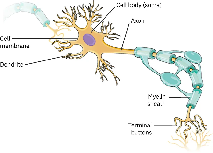 An illustration of a neuron showing the cell membrane, dendrite, cell body (soma), axon, myelin sheath, and terminal buttons.