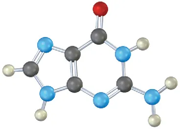 The ball-and-stick model of Guanine. It is a purine base with two rings and one oxygen atom is attached to the five-membered ring.