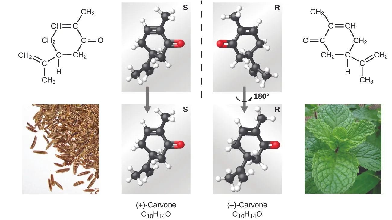 The top left portion of this 2 row, 4 column figure shows a structural diagram of positive carvone, C subscript 10 H subscript 14 O. This molecule has a carbon atom which forms a double bond with a C H subscript 2 group and a C H subscript 3 group. The carbon atom also forms a single bond with another carbon atom which is part of a ring. This carbon atom, being part of the ring, forms single bonds with a hydrogen atom, a C H subscript 2 group, and a C H subscript 2 group. The first C H subscript two group forms a single bond with C H which forms a double bond with a carbon atom. This carbon atom forms a single bond with a C H subscript 3 group. The carbon atom forming part of the ring forms a single bond with a carbon atom which forms a double bond with an oxygen atom and a single bond with a C H subscript 2 group to complete the ring. Below the structural diagram of carvone is a photo of caraway seeds. Column 2 contains identical ball and stick representations of the structural diagram in the top left position. The top right portions of these images each contains the letter “S” and there is an arrow pointing downward from the top image to the bottom image. Columns 3 and 4 are representations of negative carvone. The top row in column three depicts a mirrored image of the ball and stick structure to its left, reflected across the y axis. There is a downward pointing arrow to the image below, which is the same structure rotated counter clockwise 180 degrees. Both images in column 3 have an “R” in the top right corner. The image in the first row of column 4 is the same as the lewis structure in the first row of column 1, reflected across the y axis. Below this negative carvone structural diagram is a photo of spearmint leaves.