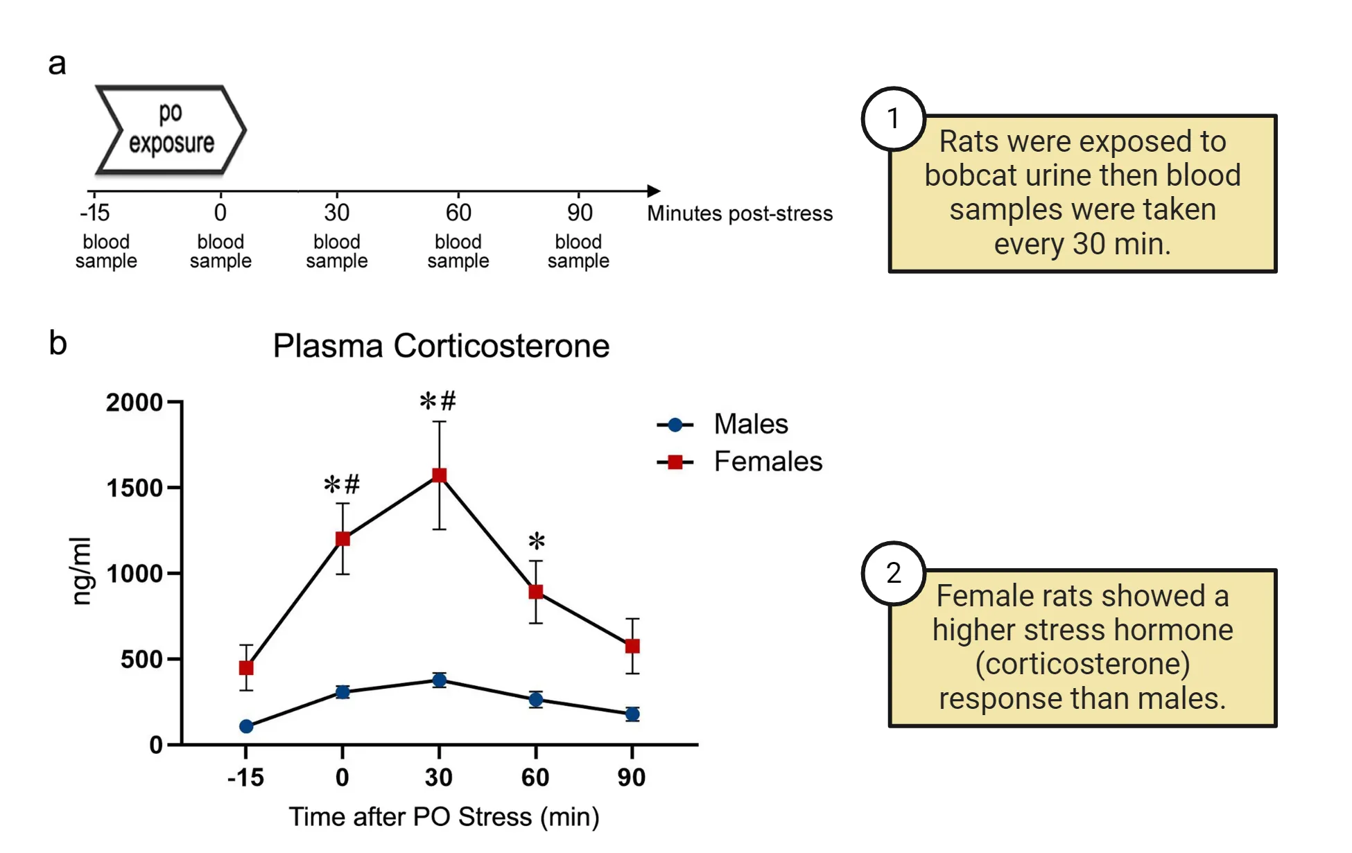 Top shows a timeline where rats were exposed to bobcat urine then blood samples were taken every 30 min. Bottom shows a graph of ng/ml plasma corticosterone (y-axis) versus time after PO stress (x-axis). Female rats showed a higher stress hormone (corticosterone) response than males.