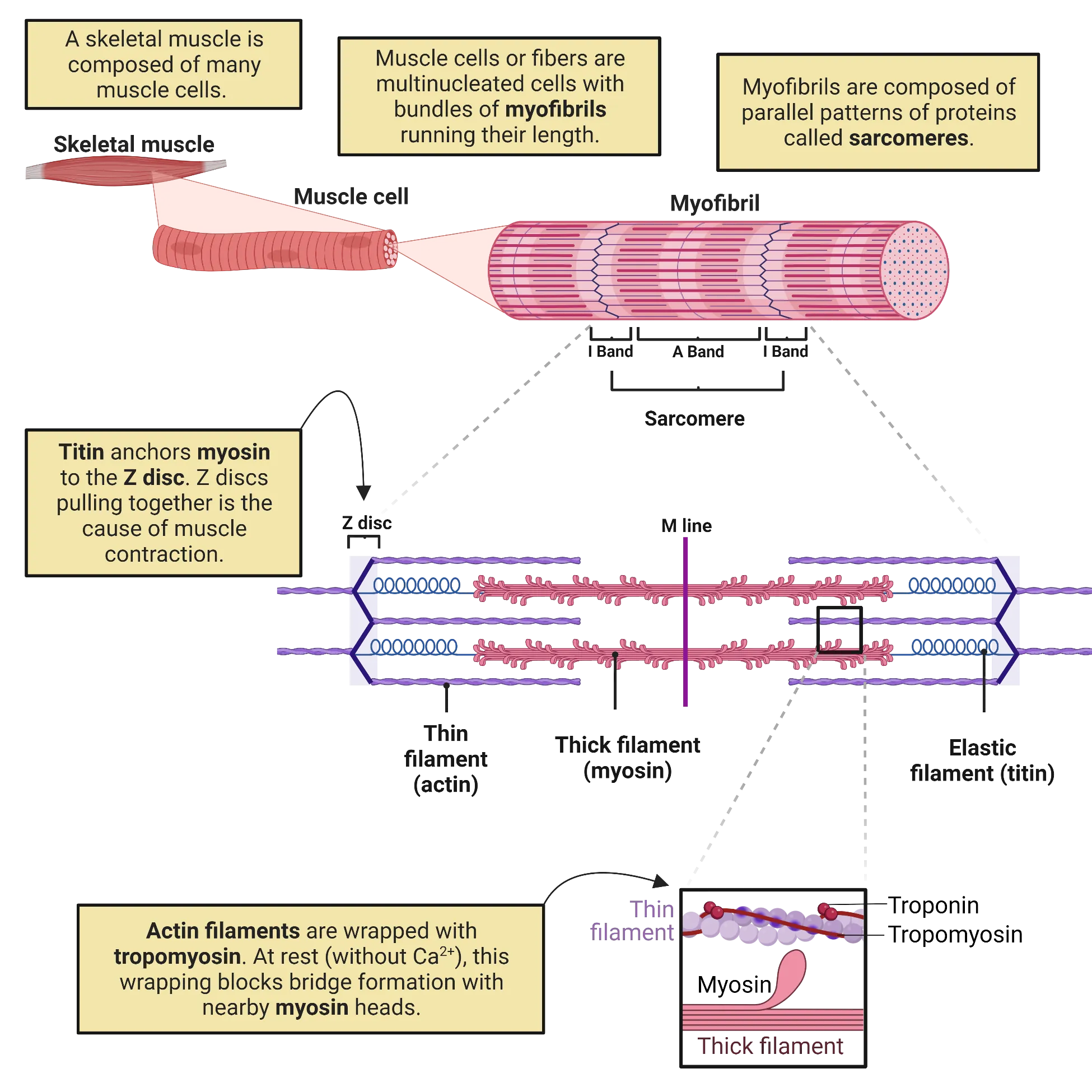 Diagram with overview of muscle structure. Top shows a whole muscle, then zoom in on a single muscle fiber, then zoom in on myofibril, which is shown as a tube with repeating line patterns. The core pattern is labeled the sarcomere. Zoom in on the sarcomere shows a thick middle line (myosin filament) with forked thin lines (actin filament) on either side. Zoom in on where thick and thin filament are closest shows a globular myosin head reaching near the thin filament. The thin filament, which appears as a twisted string of actin monomers, is wrapped by a thinner red line (tropomyosin), which has globular proteins (troponin) resting on it at every twist of the thin filament.