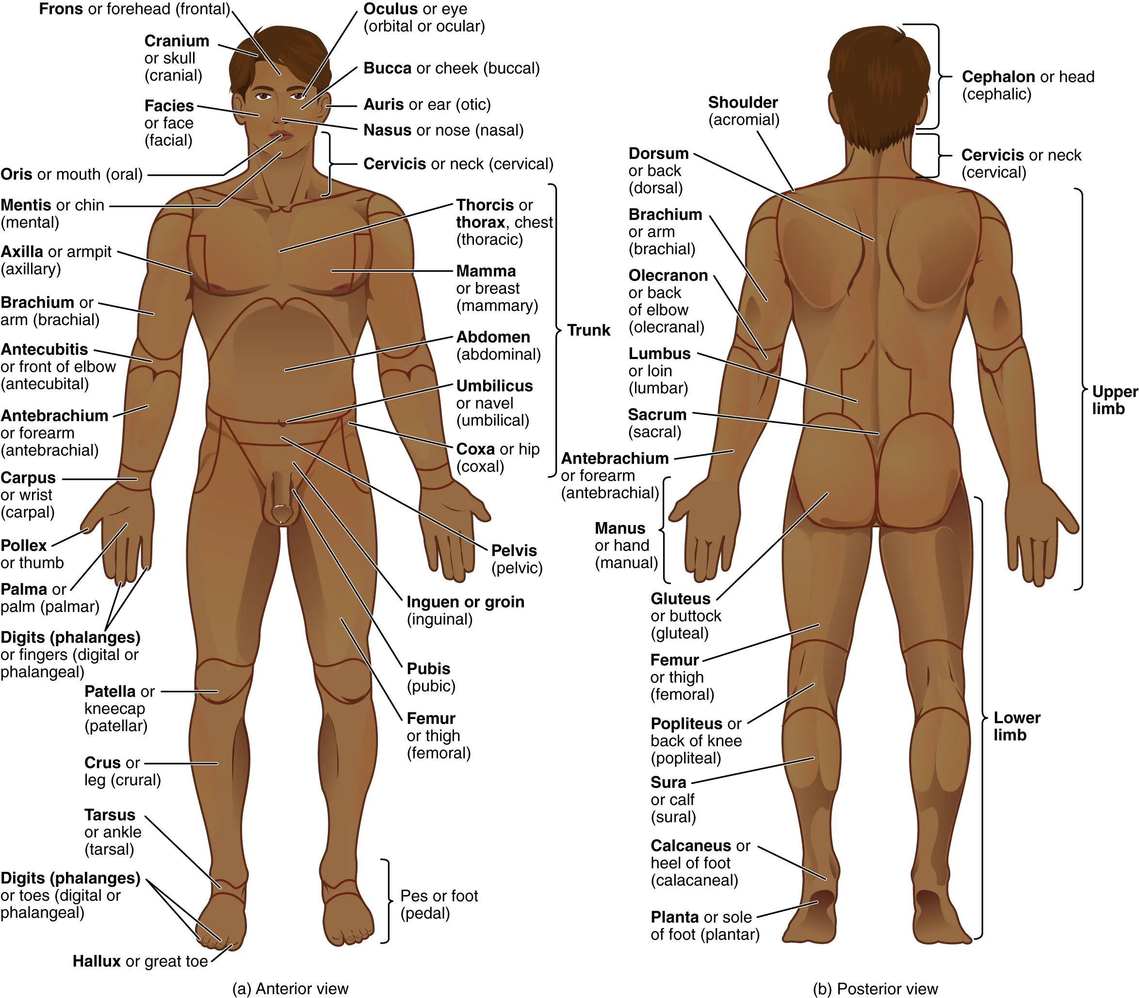 This illustration shows an anterior and posterior view of the human body. The cranial region encompasses the upper part of the head while the facial region encompasses the lower half of the head beginning below the ears. The eyes are referred to as the ocular region. The cheeks are referred to as the buccal region. The ears are referred to as the auricle or otic region. The nose is referred to as the nasal region. The chin is referred to as the mental region. The neck is referred to as the cervical region. The trunk of the body contains, from superior to inferior, the thoracic region encompassing the chest, the mammary region encompassing each breast, the abdominal region encompassing the stomach area, the coxal region encompassing the belt line, and the pubic region encompassing the area above the genitals. The umbilicus, or naval, is located at the center of the abdomen. The pelvis and legs contain, from superior to inferior, the inguinal or groin region between the legs and the genitals, the pubic region surrounding the genitals, the femoral region encompassing the thighs, the patellar region encompassing the knee, the crural region encompassing the lower leg, the tarsal region encompassing the ankle, the pedal region encompassing the foot and the digital/phalangeal region encompassing the toes. The great toe is referred to as the hallux. The regions of the upper limbs, from superior to inferior, are the axillary region encompassing the armpit, the brachial region encompassing the upper arm, the antecubital region encompassing the front of the elbow, the antebrachial region encompassing the forearm, the carpal region encompassing the wrist, the palmar region encompassing the palm, and the digital/phalangeal region encompassing the fingers. The thumb is referred to as the pollux. The posterior view contains, from superior to inferior, the cervical region encompassing the neck, the dorsal region encompassing the upper back and the lumbar region encompassing the lower back. The regions of the back of the arms, from superior to inferior, include the cervical region encompassing the neck, acromial region encompassing the shoulder, the brachial region encompassing the upper arm, the olecranal region encompassing the back of the elbow, the antebrachial region encompasses the back of the arm, and the manual region encompassing the palm of the hand. The posterior regions of the legs, from superior to inferior, include the gluteal region encompassing the buttocks, the femoral region encompassing the thigh, the popliteus region encompassing the back of the knee, the sural region encompassing the back of the lower leg, and the plantar region encompassing the sole of the foot. Some regions are combined into larger regions. These include the trunk, which is a combination of the thoracic, mammary, abdominal, naval, and coxal regions. The cephalic region is a combination of all of the head regions. The upper limb region is a combination of all of the arm regions. The lower limb region is a combination of all of the leg regions.