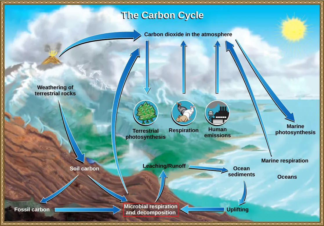 An illustration shows the carbon lifecycle. Carbon dioxide in the atmosphere occurs by way of volcanic eruptions, animal, microbial and marine respiration, and human emissions - such as from factories. It is absorbed by terrestrial photosynthesis from plants, and marine photosynthesis. The weathering of terrestrial rocks turns into soil carbon, which then branches into either fossil carbon or directly to microbial respiration and decomposition. Fossil carbon also contributes to microbial respiration and decomposition. This decomposition has a leaching, or runoff effect, and enters the ocean as sediments. Those sediments can be uplifted and also end up contributing to microbial respiration and decomposition.