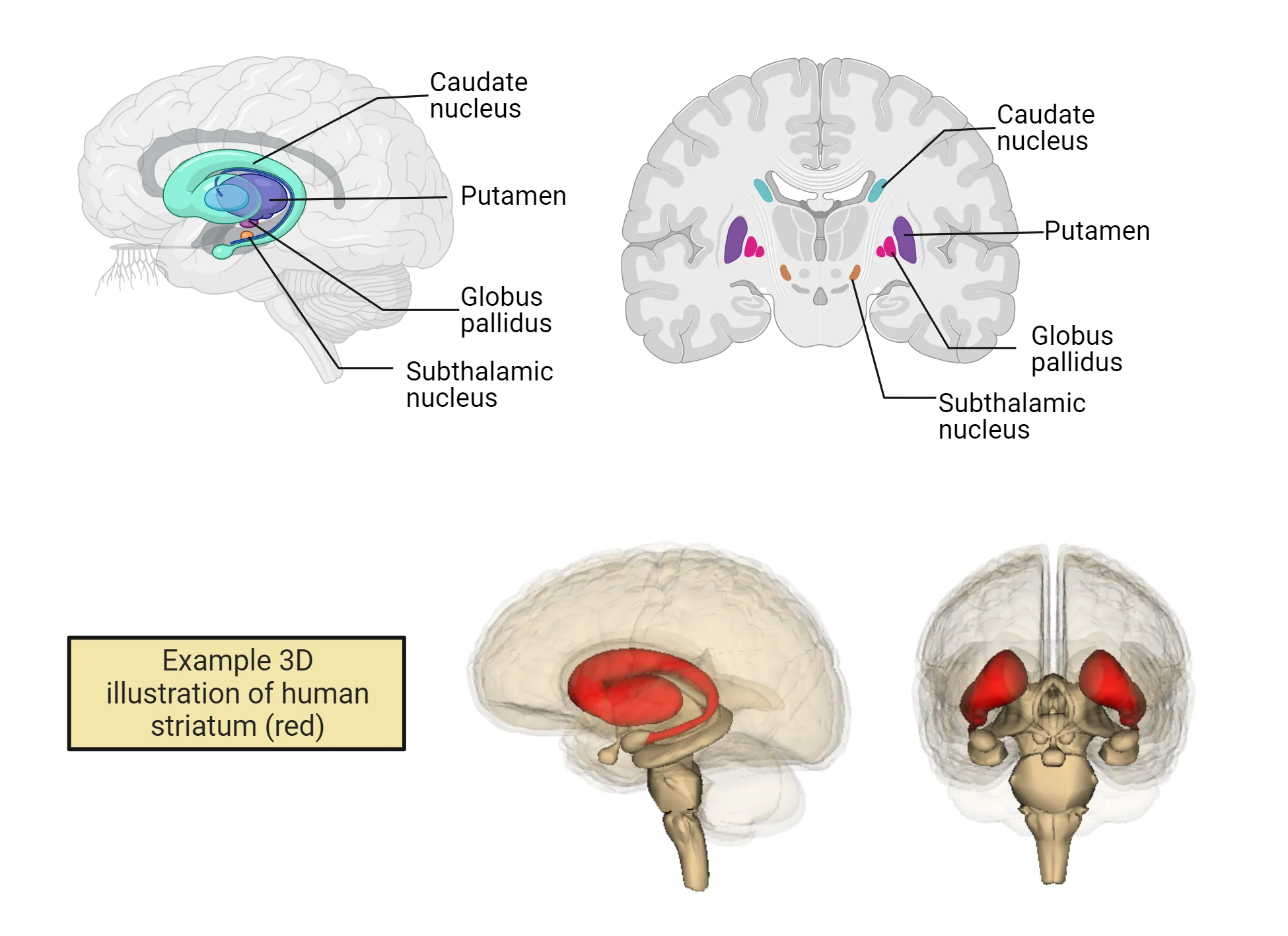 Top diagram of human brain showing curved structures of the basal ganglia underneath the cortex, lateral to the brainstem. Bottom diagram shows 3D human brain illustration with the horn-shaped bilateral striatum highlighted under the cortex, adjacent to the brainstem
