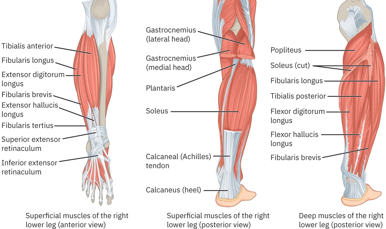 The image presents labeled illustrations of the right lower leg muscles from different views. On the left, the anterior view shows superficial muscles such as the tibialis anterior and fibularis longus. The right side shows two posterior views: one of superficial muscles like the gastrocnemius and soleus, and one displaying deeper muscles including the popliteus and flexor hallucis longus. The calcaneal (Achilles) tendon is also highlighted.