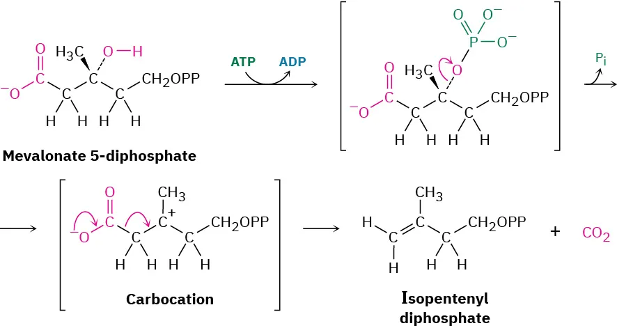 Mevalonate-5-diphosphate reacts with two molecules of adenosine triphosphate to form mevalonate 5-diphosphate. Decarboxylation of the diphosphate phosphate forms isopentenyl diphosphate and carbon dioxide