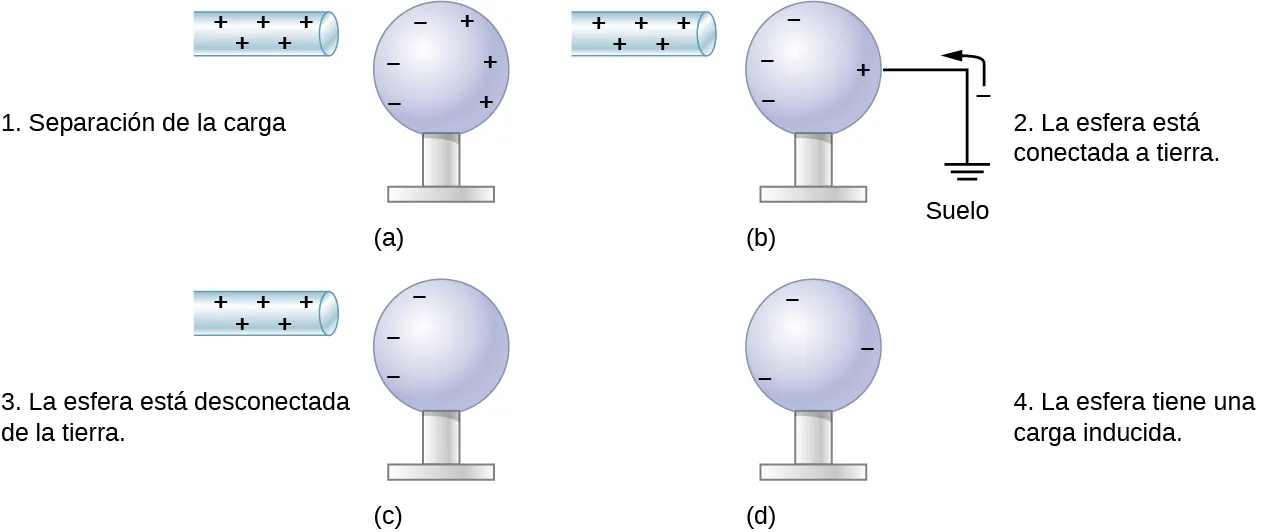 En la parte a, se acerca una varilla con signo positivo a una esfera de metal neutra. La superficie de la esfera cerca de la varilla tiene signos negativos y la superficie lejos de ella tiene signos positivos. En la parte b, la esfera está conectada a tierra por medio de un cable unido a la superficie más alejada de la varilla. Se muestra la carga negativa moviéndose desde el suelo hasta la esfera. Las cargas negativas de la esfera cerca de la varilla no se ven afectadas, pero hay menos cargas positivas donde la esfera está conectada a tierra. En la parte c, la esfera está desconectada del suelo. La varilla con signo positivo está cerca de una de las superficies de la esfera donde se muestran las cargas negativas, y en la otra superficie no se muestra ninguna carga. En la parte d, la barra positiva está ausente, y la esfera tiene signos negativos en ella distribuidos uniformemente en su superficie.