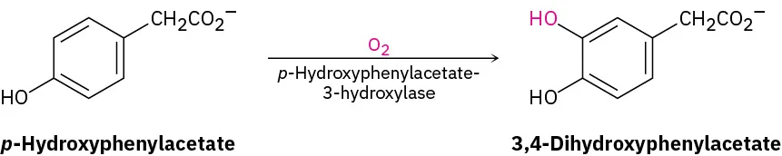 Para-hydroxyphenylacetate reacts with molecular oxygen in the presence of para-hydroxyphenylacetate-3-hydroxylase to yield 3,4-dihydroxyphenylacetate. In the product, an extra hydroxyl group gets added at C 3.
