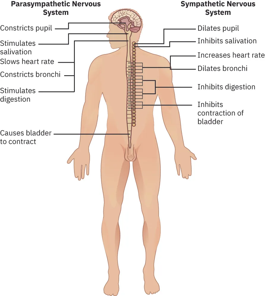 A diagram of a human body lists the different functions of the sympathetic and parasympathetic nervous system. The parasympathetic system can constrict pupils, stimulate salivation, slow heart rate, constrict bronchi, stimulate digestion, stimulate bile secretion, and cause the bladder to contract. The sympathetic nervous system can dilate pupils, inhibit salivation, increase heart rate, dilate bronchi, inhibit digestion, stimulate the breakdown of glycogen, stimulate secretion of adrenaline and noradrenaline, and inhibit contraction of the bladder.