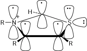 The orbital representation of thiazolium ring shows two lobes around sulfur each with a lone pair and upper lobes of the remaining atoms of the ring each with an unpaired electron.